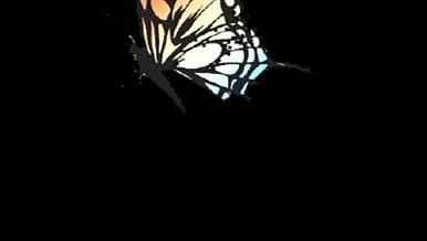 渐变多彩黑边蝴蝶飞舞带通道透明素材AE视频的预览图